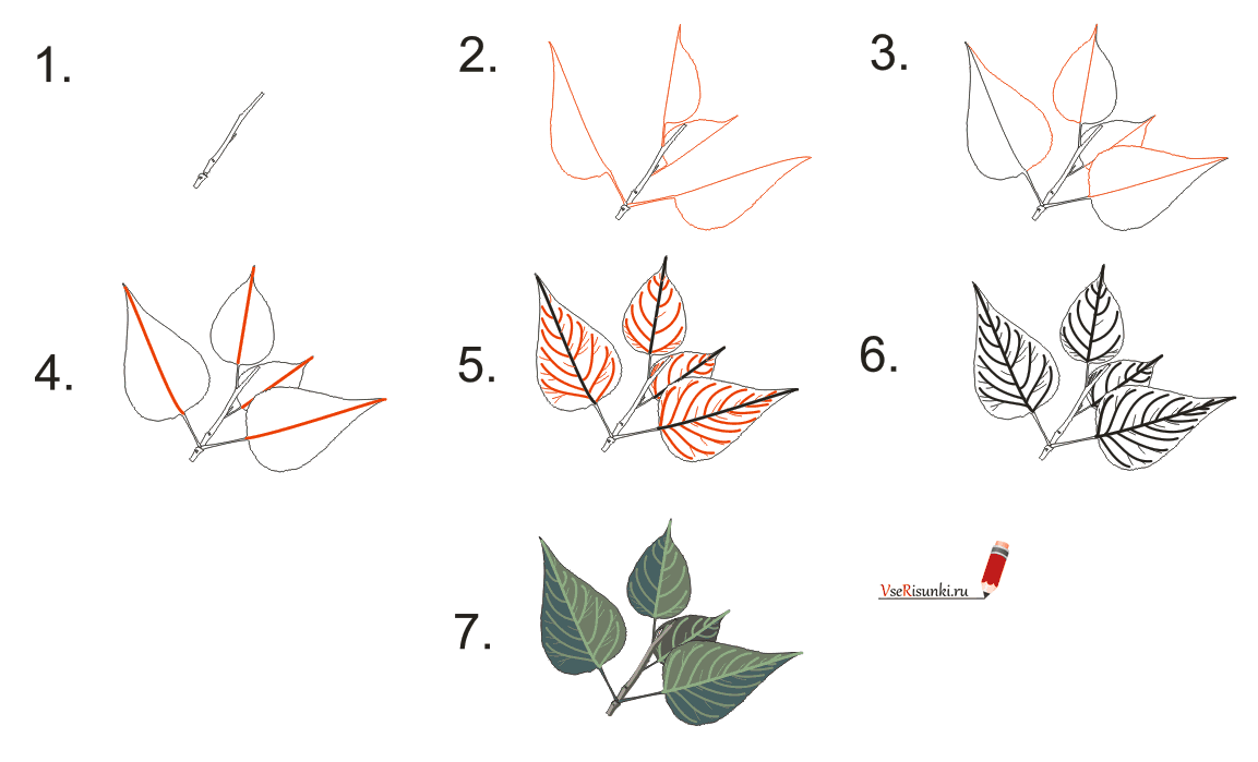 Поэтапно объяснение. Поэтапное рисование листа. Поэтапное рисование листьев. Осенние листья пошаговое рисование. Листья деревьев карандашом для срисовки.