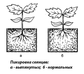 Семядольные листья томатов. Семядольные листочки у томатов. Что такое семядольные листочки у рассады помидор. Семядольные листья у перца, пикировка.