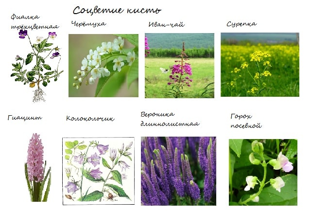 фиалка трехцветная гф. фиалка трехцветная viola tricolor. эбрактеозное соцветие это. фиалка трёхцветная как размножается. фиалка трёхцветная описание.