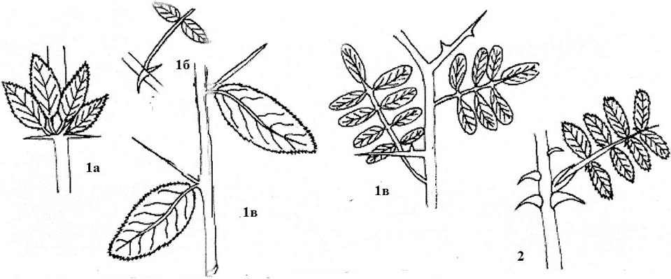 Колючки барбариса это видоизмененные. Барбарис видоизмененные прилистники. Колючки прилистники. Метаморфозы побега гледичия. Барбарис видоизмененный побег.