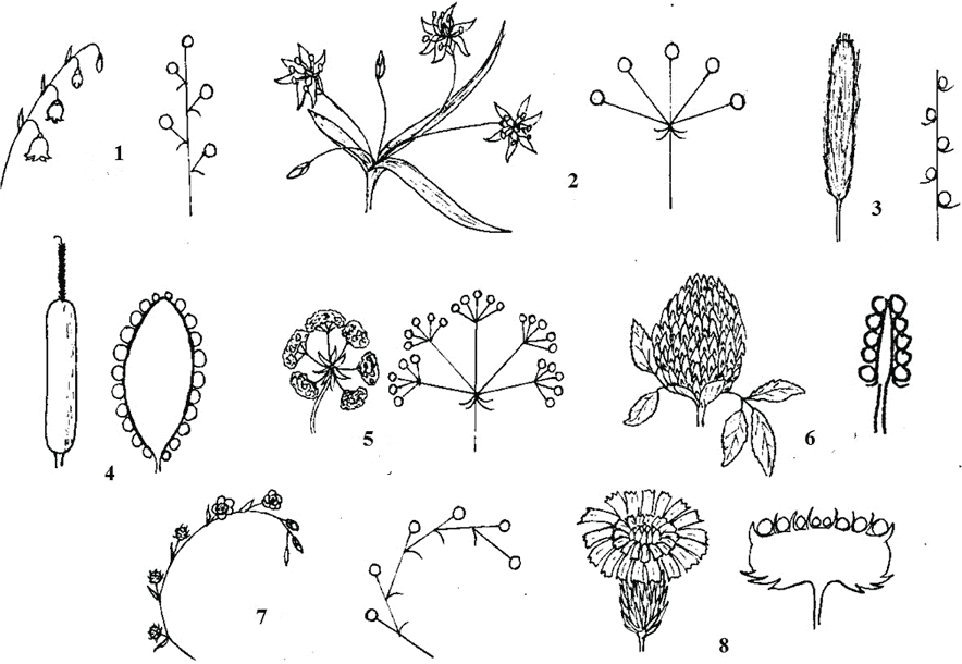 Рисунок соцветия. Соцветие клевера. Тип соцветия клевера Лугового. Клевер Луговой схема соцветия. Соцветие клевера схема.
