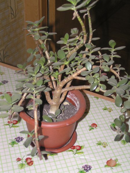 у денежного дерева опадают листья. у денежного дерева опадают листья. толстянка листья вниз. толстянка крона. толстянка белый налет на листьях и стволе.