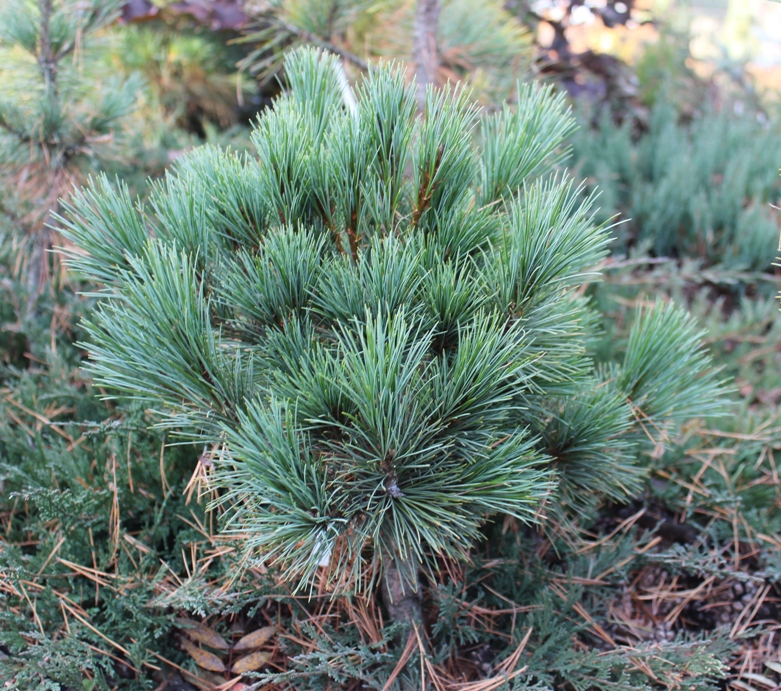 Хвойная 5. Pinus peuce Aureovariegata. Pinus peuce Kobold. Сосна румелийская. Pinus peuce Aurea.
