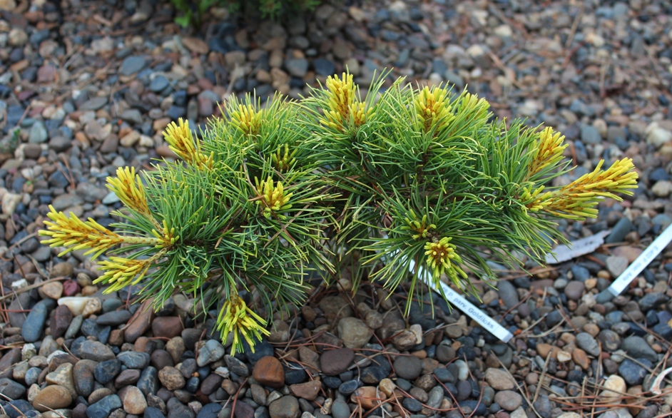 Хвоя окраска. Pinus parviflora 'Goldilocks'. Сосна мелкоцветковая Голдилокс. Pinus parviflora Goldilocks (= Dr. Landis. Ель Парвифлора Голдилокс.