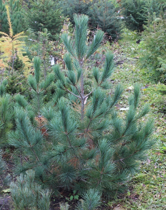 Pinus peuce