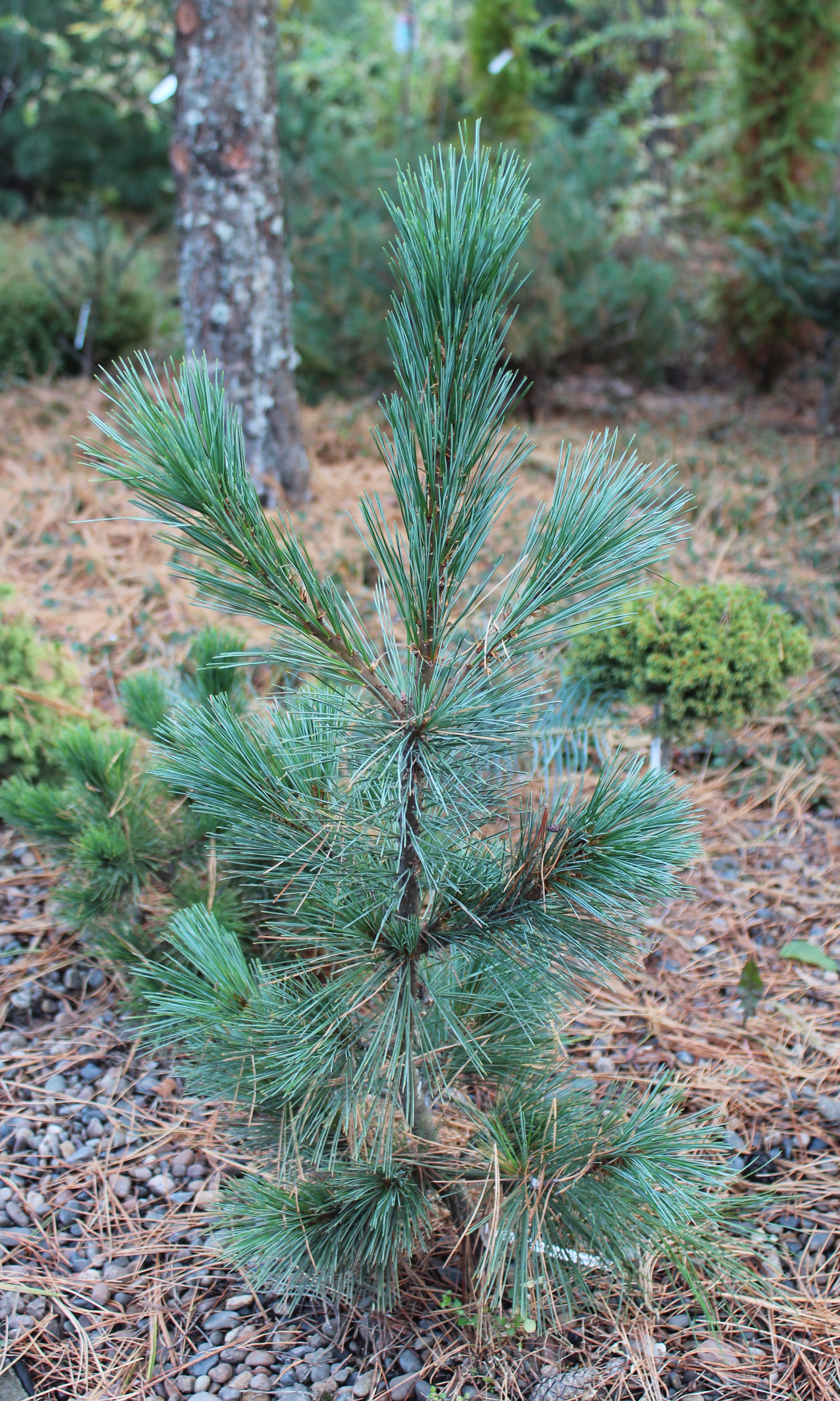 Сосна на английском. Pinus monticola Crawford. Сосна Веймутова Аммерланд. Сосна монтикола Аммерланд. Pinus monticola 'pendula'.