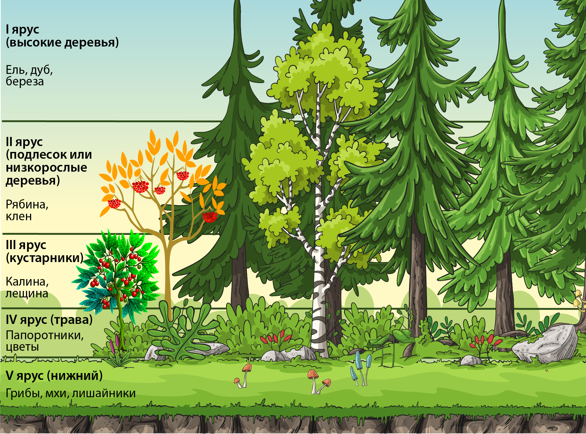 Этажи леса содержание. Ярусность в Лесном фитоценозе. Ярусы фитоценоза 4 яруса. Ярусность Лесной экосистемы. Лесные этажи ярусы лиственного леса.