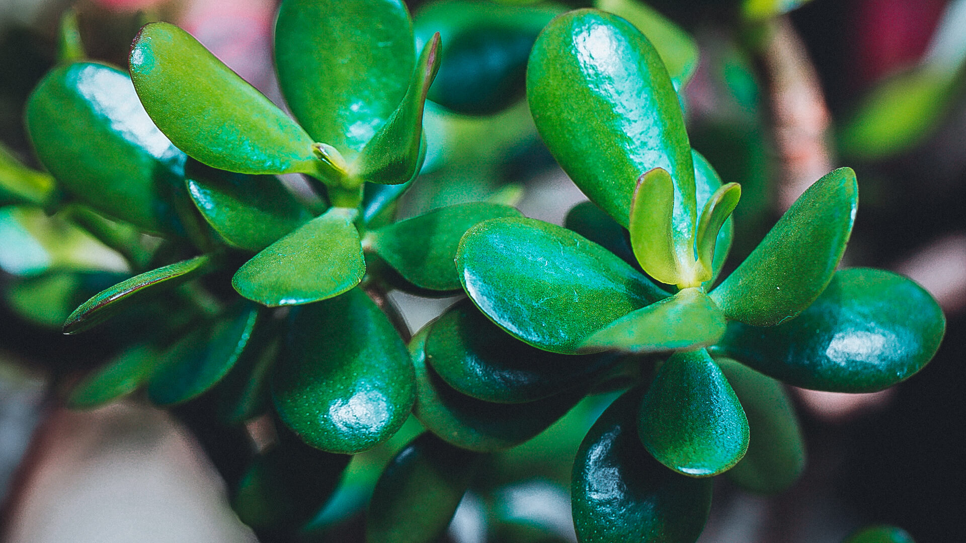 Crassula spathulata толстянка