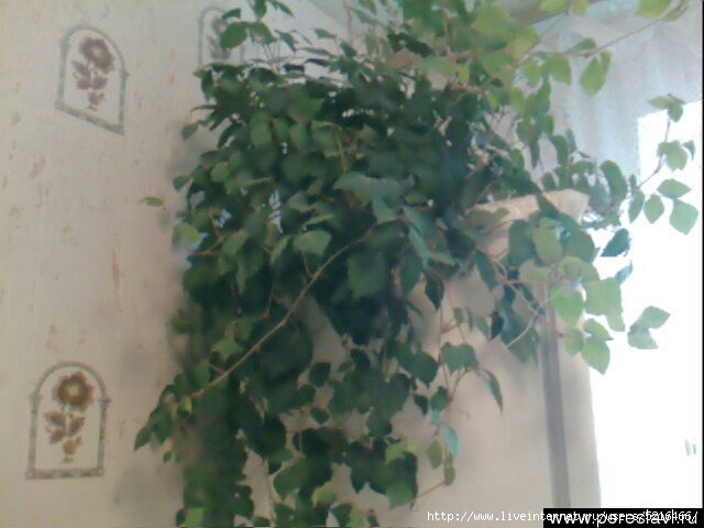 брянская область белая березка снять дом недорого. цветок березка пятнистая. белая берёзка ул. цветок березка комнатная цветы. брянск деревня сагутьево.