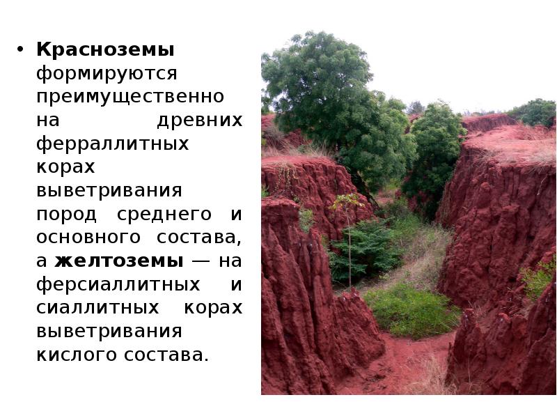 Почва субтропической зоны. Почвенный профиль красноземов. Красноземы субтропиков почвы. Красноземы Кавказа. Ферраллитные коры выветривания.