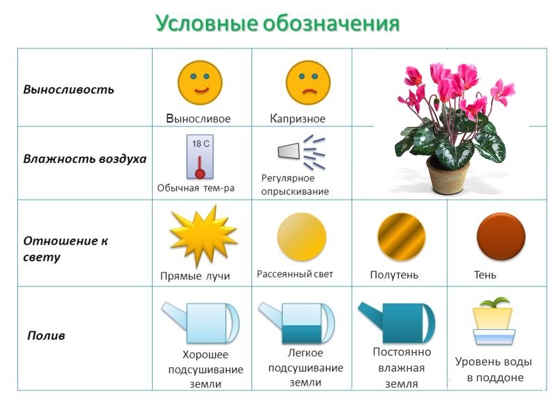 Обозначения ухода. Паспорт комнатных растений цикламен. Паспорт растения цикламен. Паспорт комнатных растений в детском саду цикламен. Цикломенпаспорт растения для детского сада.